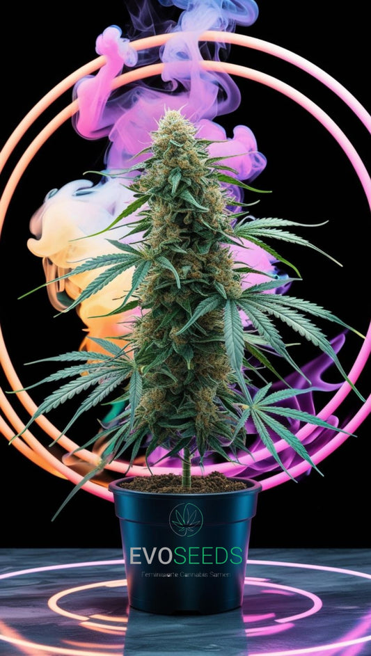 Amnesia Haze