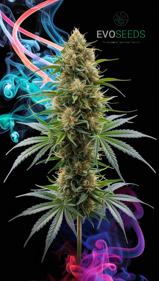 Gelato 33