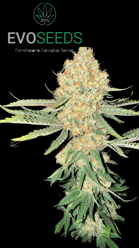 London Pound Cake