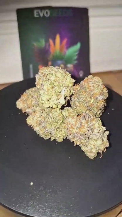Rainbow Sherbet 11
