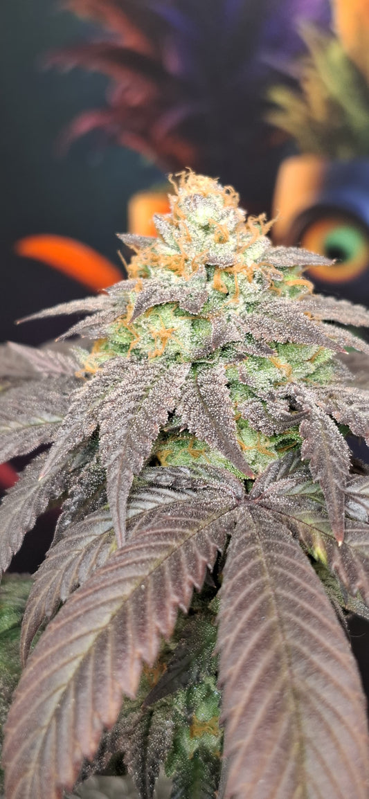 Rainbow Sherbet 11
