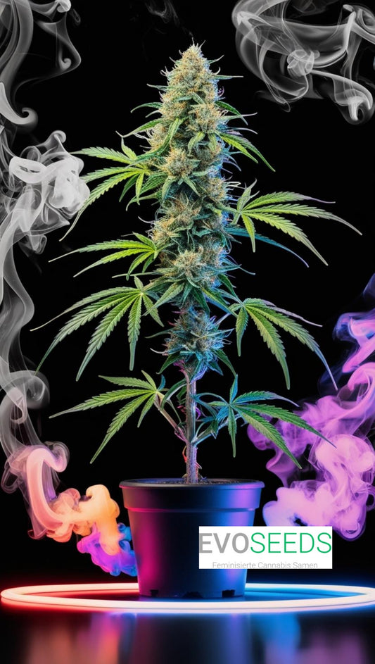 Tangie Diesel